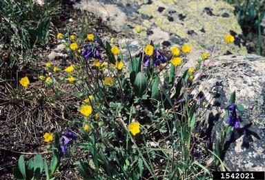 snow cinquefoil, Potentilla nivea  (Rosales: Rosaceae) - 1542021