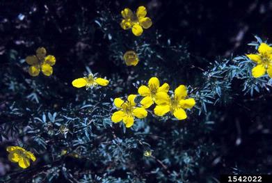 shrubby cinquefoil, Dasiphora fruticosa ssp. floribunda (Rosales: Rosaceae) - 1542022