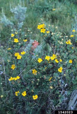shrubby cinquefoil, Dasiphora fruticosa ssp. floribunda (Rosales: Rosaceae) - 1542023
