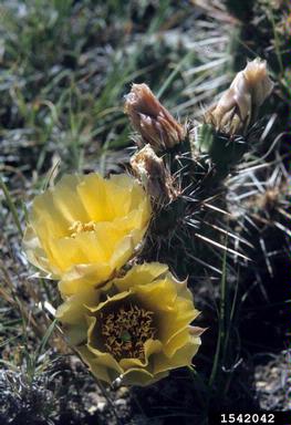 brittle pricklypear, Opuntia fragilis  (Caryophyllales: Cactaceae) - 1542042
