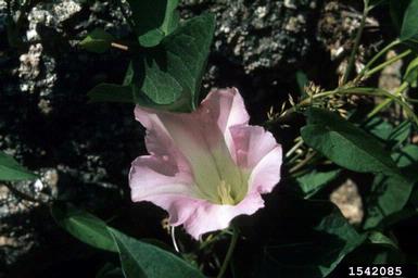 hedge bindweed, Calystegia sepium  (Solanales: Convolvulaceae) - 1542085