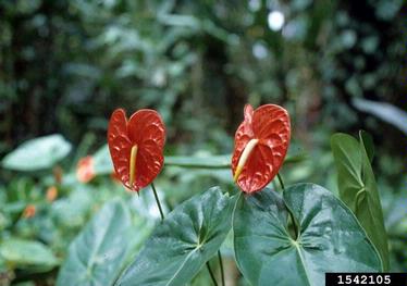 flamingo flower, Anthurium andraeanum  (Arales: Araceae) - 1542105