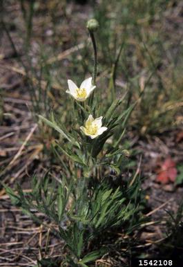 narcissus anemone, Anemone narcissiflora  (Ranunculales: Ranunculaceae) - 1542108