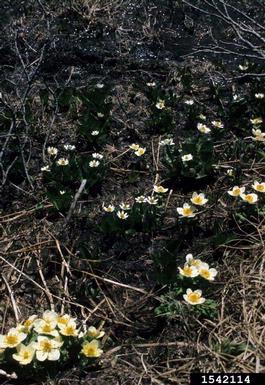 white marsh marigold, Caltha leptosepala  (Ranunculales: Ranunculaceae) - 1542114