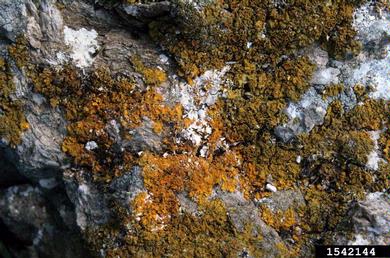 lichen,    - 1542144