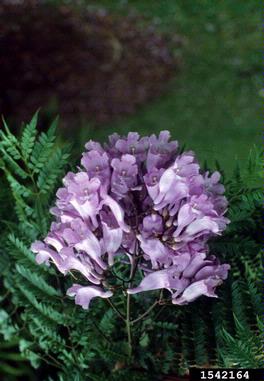 sticky polemonium, Polemonium viscosum  (Solanales: Polemoniaceae) - 1542164
