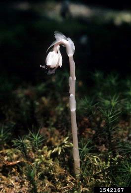 Indianpipe, Monotropa uniflora  (Ericales: Monotropaceae) - 1542167