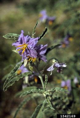 silverleaf nightshade, Solanum elaeagnifolium  (Solanales: Solanaceae) - 1542169