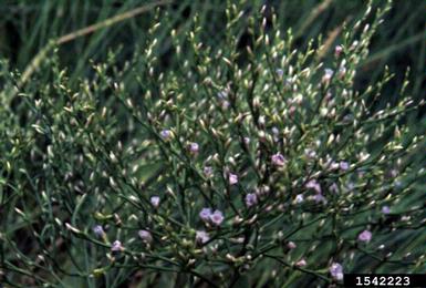 sea lavender, Limonium gerberi  (Plumbaginales: Plumbaginaceae) - 1542223