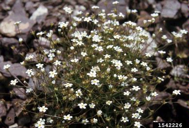 prickly sandwort, Arenaria aculeata  (Caryophyllales: Caryophyllaceae) - 1542226