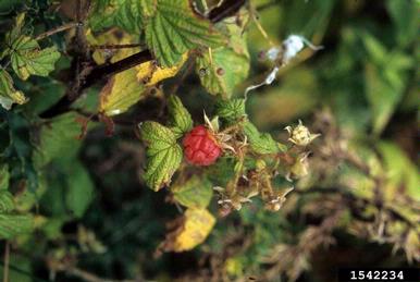 European red raspberry, Rubus idaeus  (Rosales: Rosaceae) - 1542234