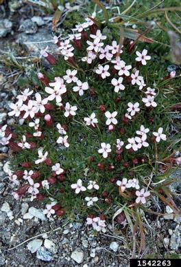 flowery phlox, Phlox multiflora  (Solanales: Polemoniaceae) - 1542263