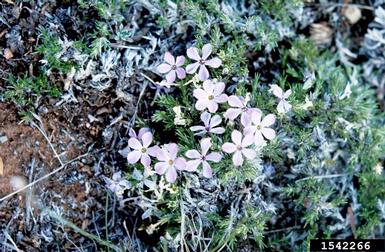 cushion phlox, Phlox pulvinata  (Solanales: Polemoniaceae) - 1542266