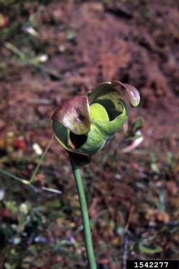 purple pitcherplant, Sarracenia purpurea  (Nephenthales: Sarraceniaceae) - 1542277
