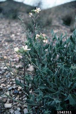 bicolor fanmustard, Nerisyrenia camporum  (Capparales: Brassicaceae) - 1542311