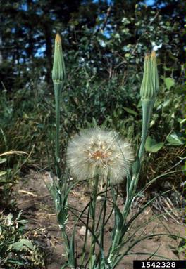 meadow salsify, Tragopogon lamottei  (Asterales: Asteraceae) - 1542328
