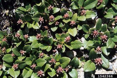 snow willow, Salix nivalis  (Salicales: Salicaceae) - 1542366