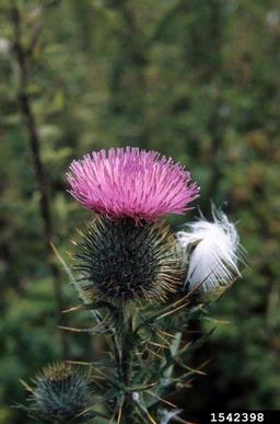 bull thistle, Cirsium vulgare  (Asterales: Asteraceae) - 1542398