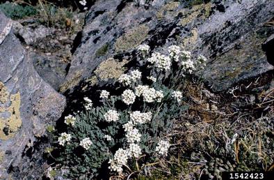 alpine smelowskia, Smelowskia calycina  (Capparales: Brassicaceae) - 1542423