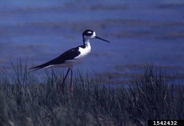 black-necked stilt, Himantopus mexicanus  (Ciconiiformes: Charadriidae) - 1542432