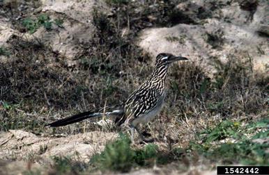 greater roadrunner, Geococcyx californianus  (Cuculiformes: Cuculidae) - 1542442