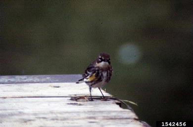 yellow-rumped warbler, Dendroica coronata  (Passeriformes: Fringillidae) - 1542456