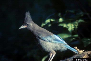 Steller's jay, Cyanocitta stelleri  (Passeriformes: Corvidae) - 1542461