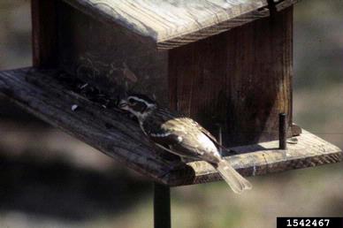 evening grosbeak, Coccothraustes vespertinus  (Passeriformes: Fringillidae) - 1542467