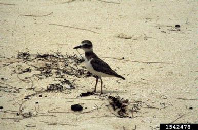 Wilson's plover, Charadrius wilsonia  (Ciconiiformes: Charadriidae) - 1542478
