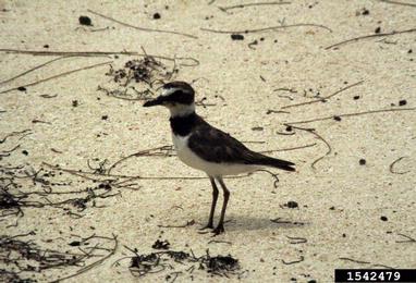 Wilson's plover, Charadrius wilsonia  (Ciconiiformes: Charadriidae) - 1542479