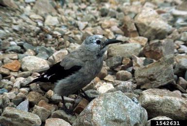 Clark's nutcracker, Nucifraga columbiana  (Passeriformes: Corvidae) - 1542631