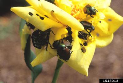 Japanese beetle, Popillia japonica  (Coleoptera: Scarabaeidae) - 1543013