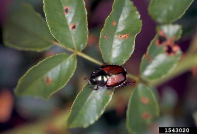 Japanese beetle, Popillia japonica  (Coleoptera: Scarabaeidae) - 1543020