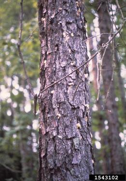 southern pine beetle, Dendroctonus frontalis  (Coleoptera: Curculionidae) - 1543102