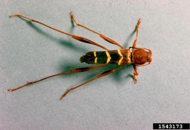 redheaded ash borer, Neoclytus acuminatus  (Coleoptera: Cerambycidae) - 1543173