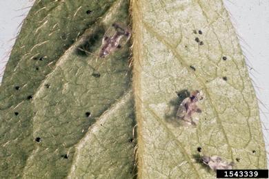 azalea lace bug, Stephanitis pyrioides  (Hemiptera: Tingidae) - 1543339