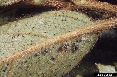 azalea lace bug, Stephanitis pyrioides  (Hemiptera: Tingidae) - 1543345