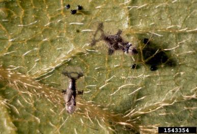 azalea lace bug, Stephanitis pyrioides  (Hemiptera: Tingidae) - 1543354