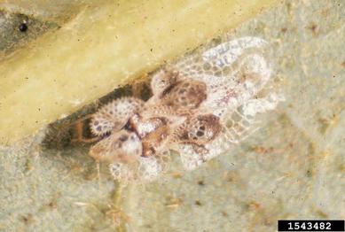 oak lace bug, Corythucha arcuata  (Hemiptera: Tingidae) - 1543482