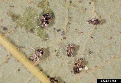 oak lace bug, Corythucha arcuata  (Hemiptera: Tingidae) - 1543493