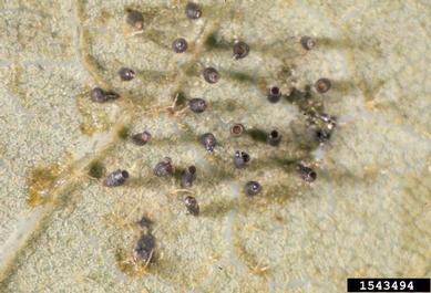 oak lace bug, Corythucha arcuata  (Hemiptera: Tingidae) - 1543494