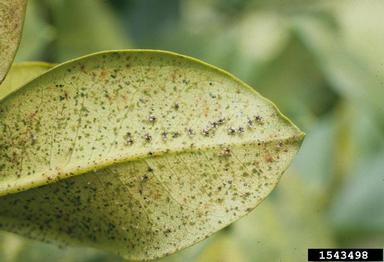 rhododendron lace bug, Stephanitis rhododendri  (Hemiptera: Tingidae) - 1543498