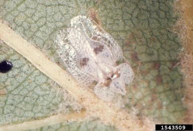 sycamore lace bug, Corythucha ciliata  (Hemiptera: Tingidae) - 1543509