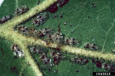 sycamore lace bug, Corythucha ciliata  (Hemiptera: Tingidae) - 1543515