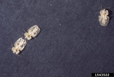sycamore lace bug, Corythucha ciliata  (Hemiptera: Tingidae) - 1543522