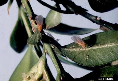 boxwood leafminer, Monarthropalpus flavus  (Diptera: Cecidomyiidae) - 1543680