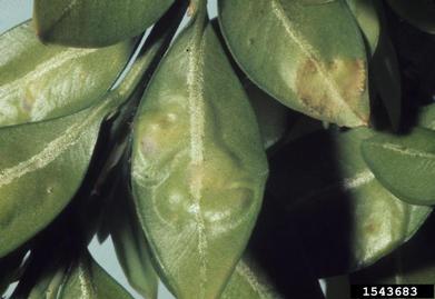 boxwood leafminer, Monarthropalpus flavus  (Diptera: Cecidomyiidae) - 1543683
