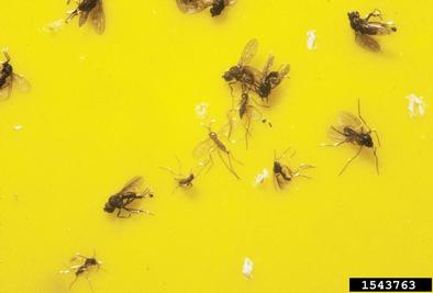 fungus gnat,    (Diptera: Mycetophilidae) - 1543763