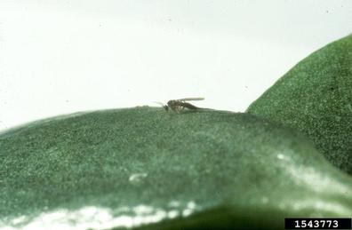 fungus gnat,    (Diptera: Mycetophilidae) - 1543773