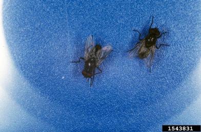 house fly, Musca domestica  (Diptera: Muscidae) - 1543831
